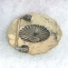 Concha Buckle - BU310
